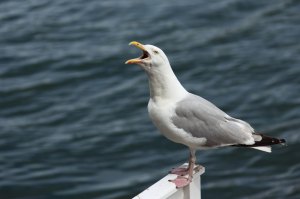 screaming-seagull-871281366461T69A